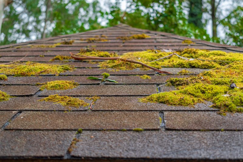 Fall Roof Moss Removal